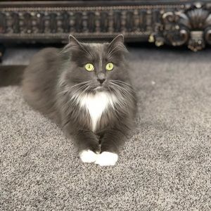 Meet your Posher, Kayley